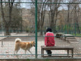 /album/trend/097-stray-dogs-run-around-freely-while-pet-dogs-are-kept-in-the-dog-park-jpg/